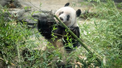 are pandas from china or japan